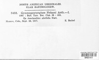 Gymnosporangium nelsonii image